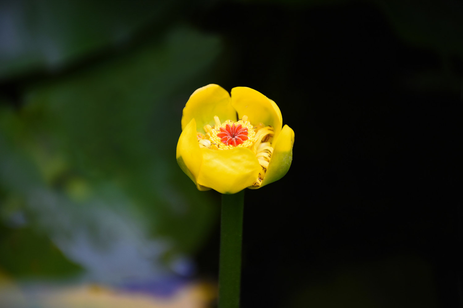 萍蓬草的病虫害预防和治疗