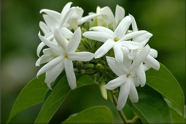 毛茉莉的虫害及其预防和治疗