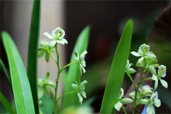 章鱼兰虫害及其预防和治疗