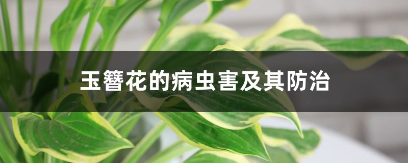 玉簪花的病虫害及其预防和治疗