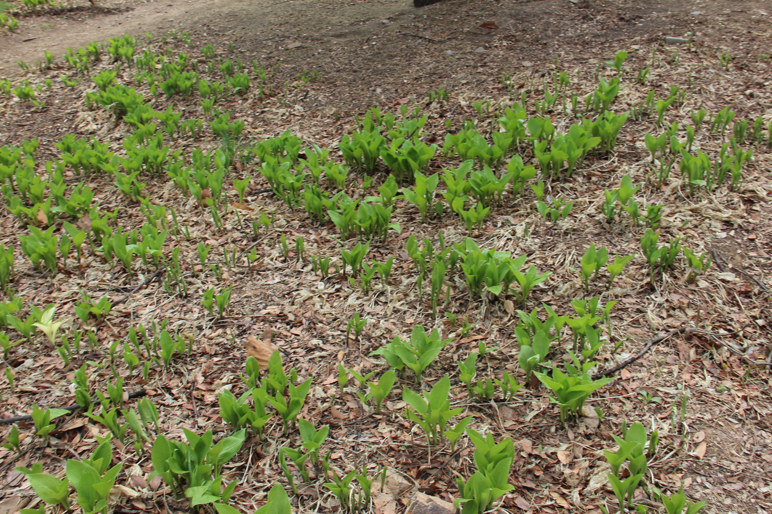 玉簪花的病虫害及其预防和治疗