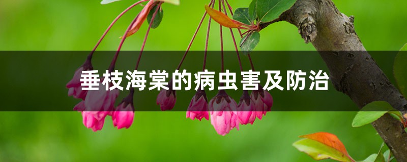 垂枝海棠的病虫害及预防和治疗