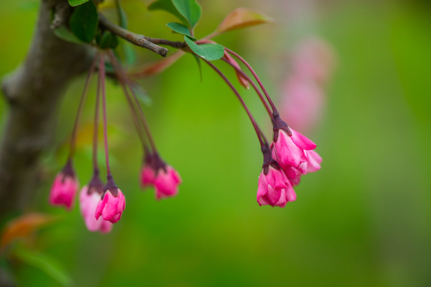 垂枝海棠的病虫害及预防和治疗