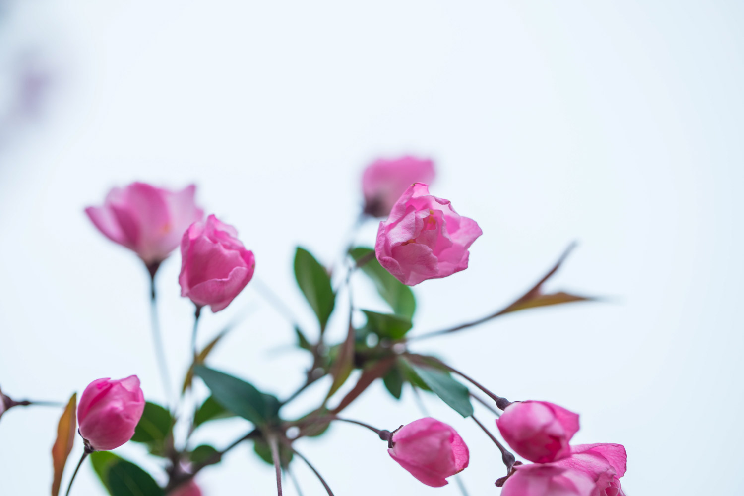 垂枝海棠的病虫害及预防和治疗