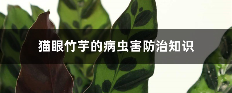 猫眼竹芋的病虫害预防和治疗知识