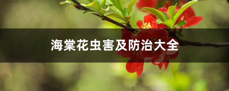 海棠花虫害及预防和治疗大全