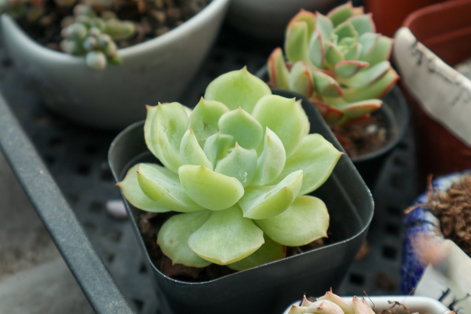 多肉 多肉枯叶不清理?生出虫害可就糟了