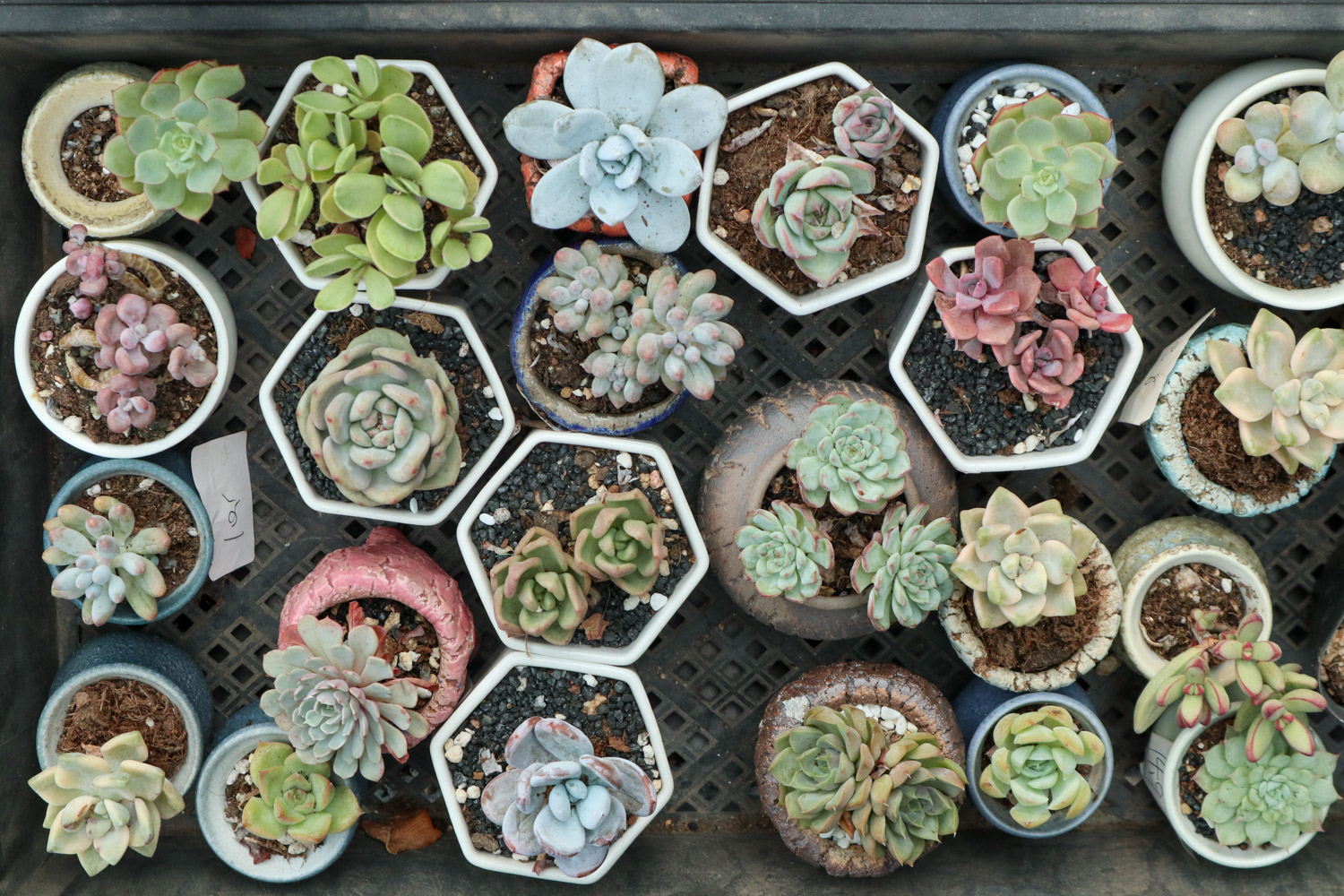 多肉 多肉枯叶不清理?生出虫害可就糟了