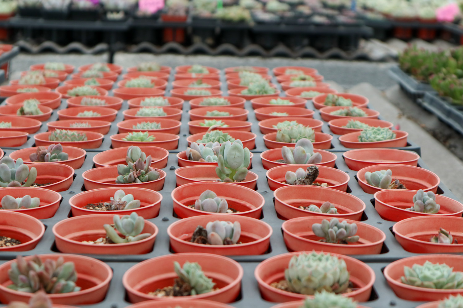 多肉 多肉枯叶不清理?生出虫害可就糟了