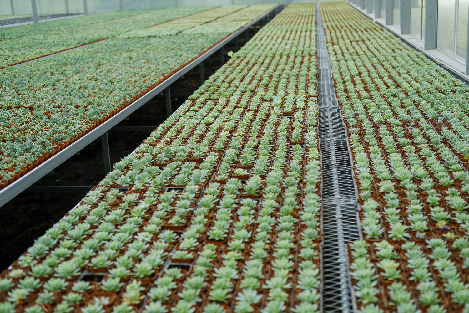 多肉 多肉枯叶不清理?生出虫害可就糟了