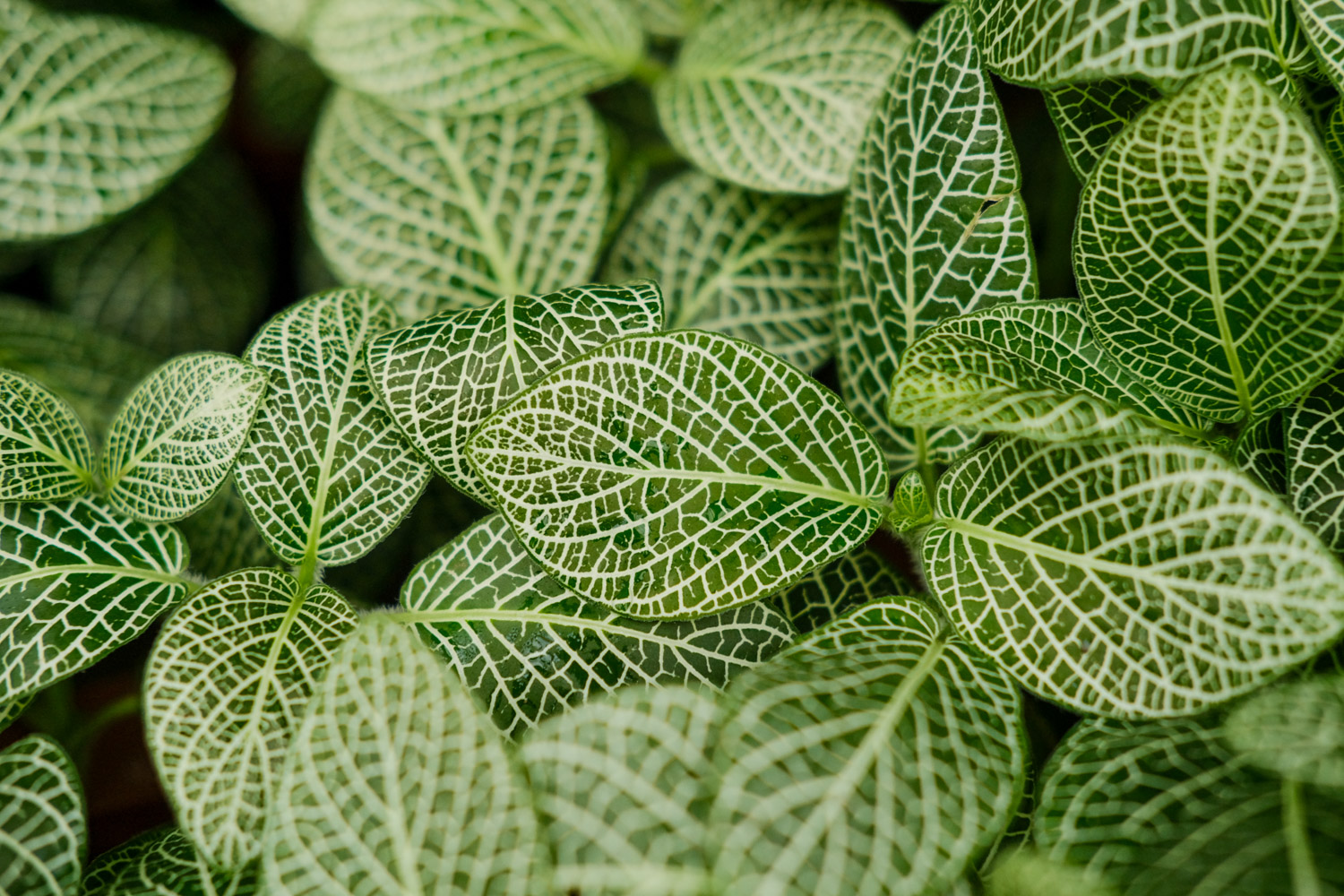 网纹草的病虫害及其预防和治疗