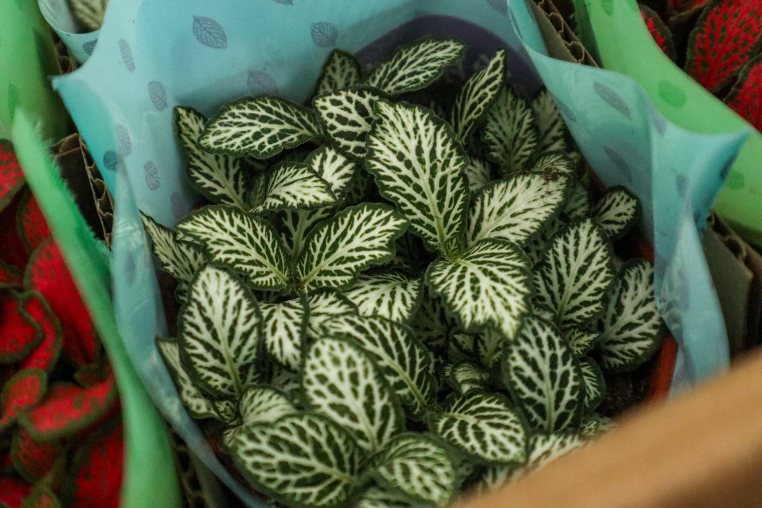 网纹草的病虫害及其预防和治疗