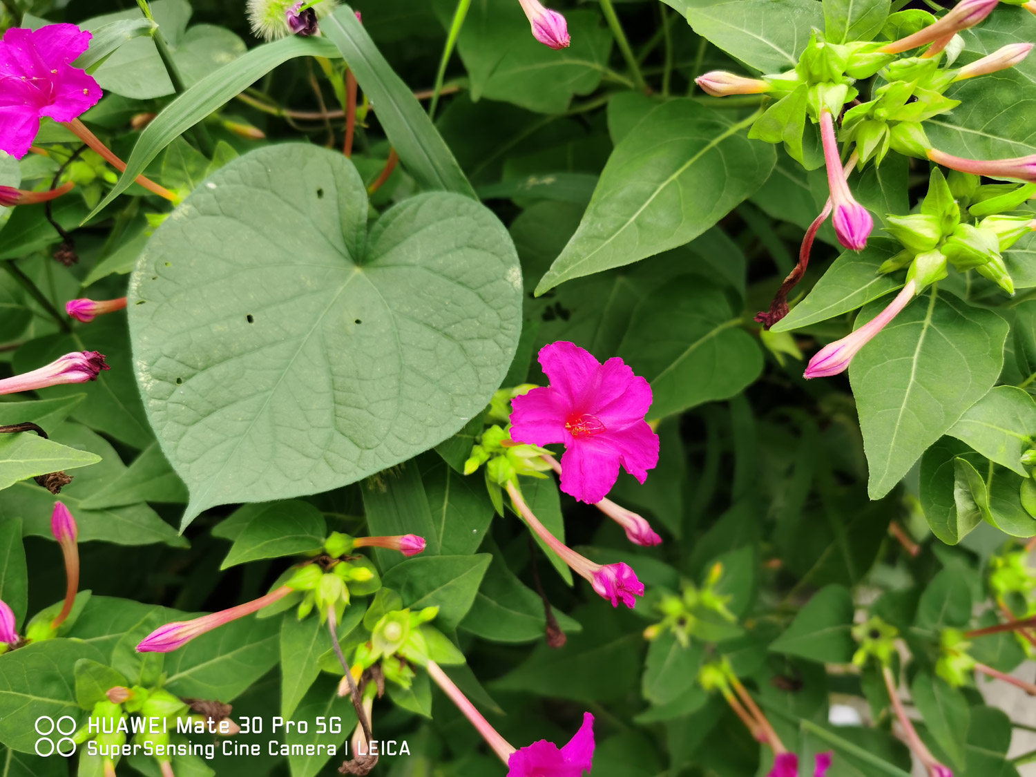 紫茉莉的病虫害及其预防和治疗