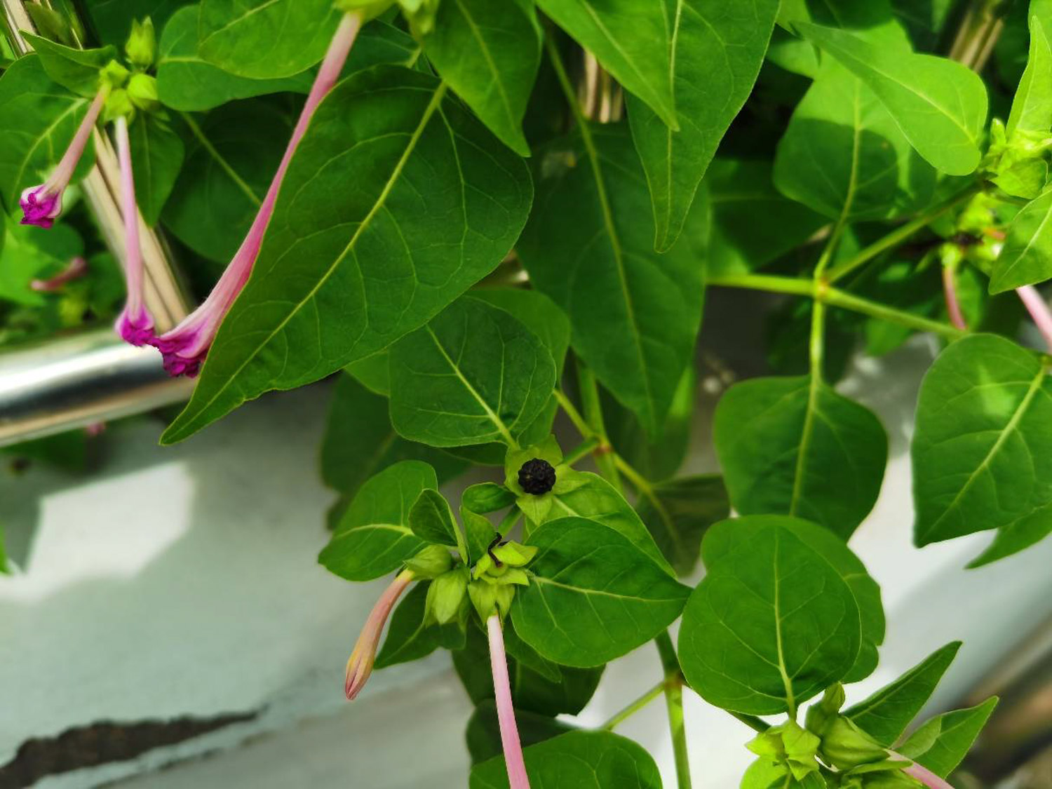 紫茉莉的病虫害及其预防和治疗