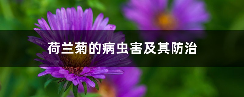 荷兰菊的病虫害及其预防和治疗
