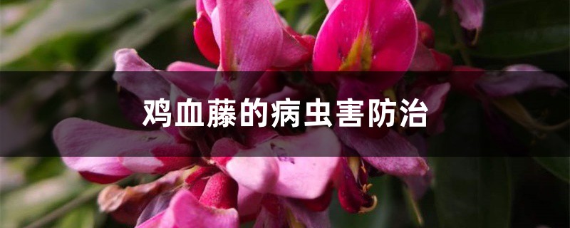 鸡血藤的病虫害预防和治疗