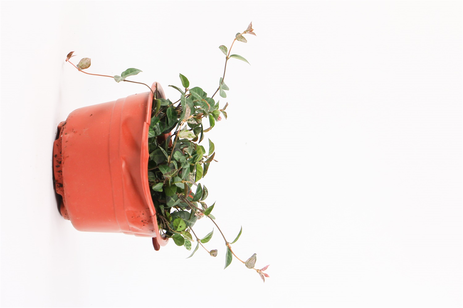 花叶络石的病虫害及其预防和治疗