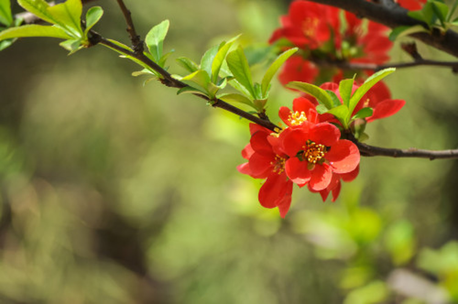 贴梗海棠的病虫害预防和治疗
