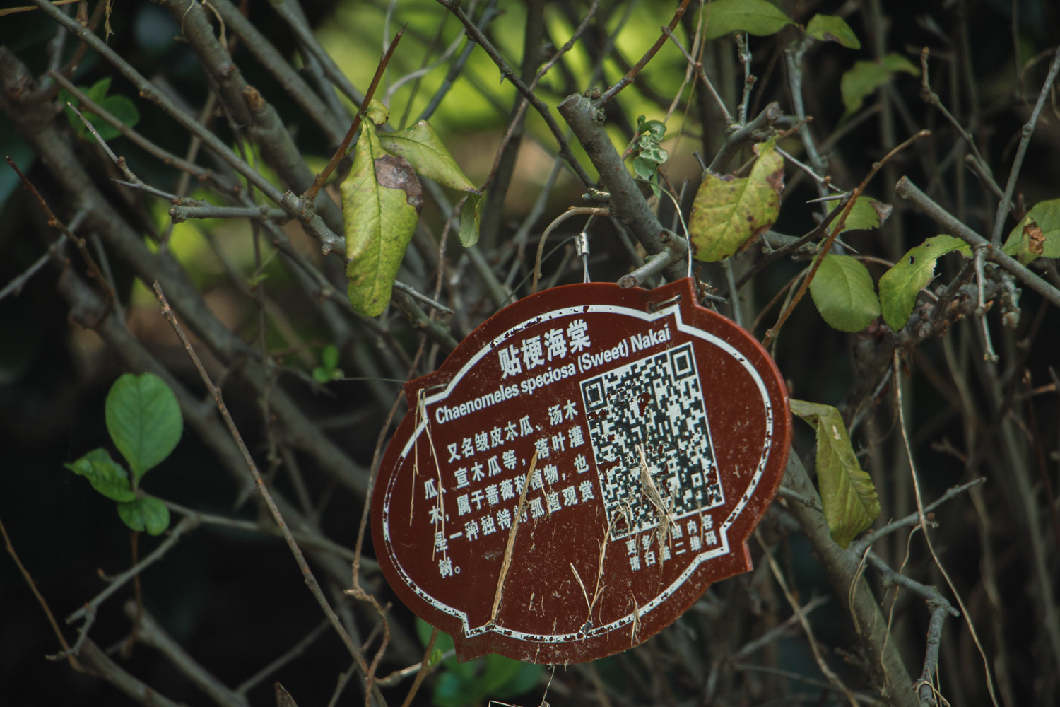 贴梗海棠的病虫害预防和治疗