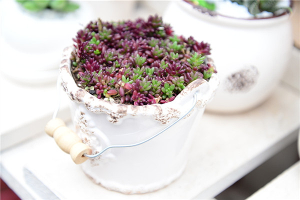 紫米粒长了介壳虫如何办