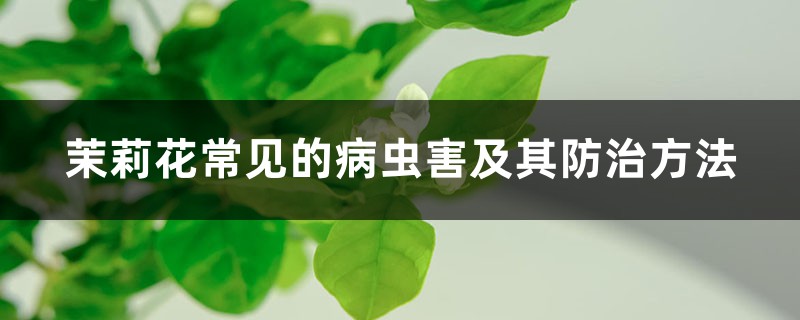 茉莉花常见的病虫害及其预防和治疗办法