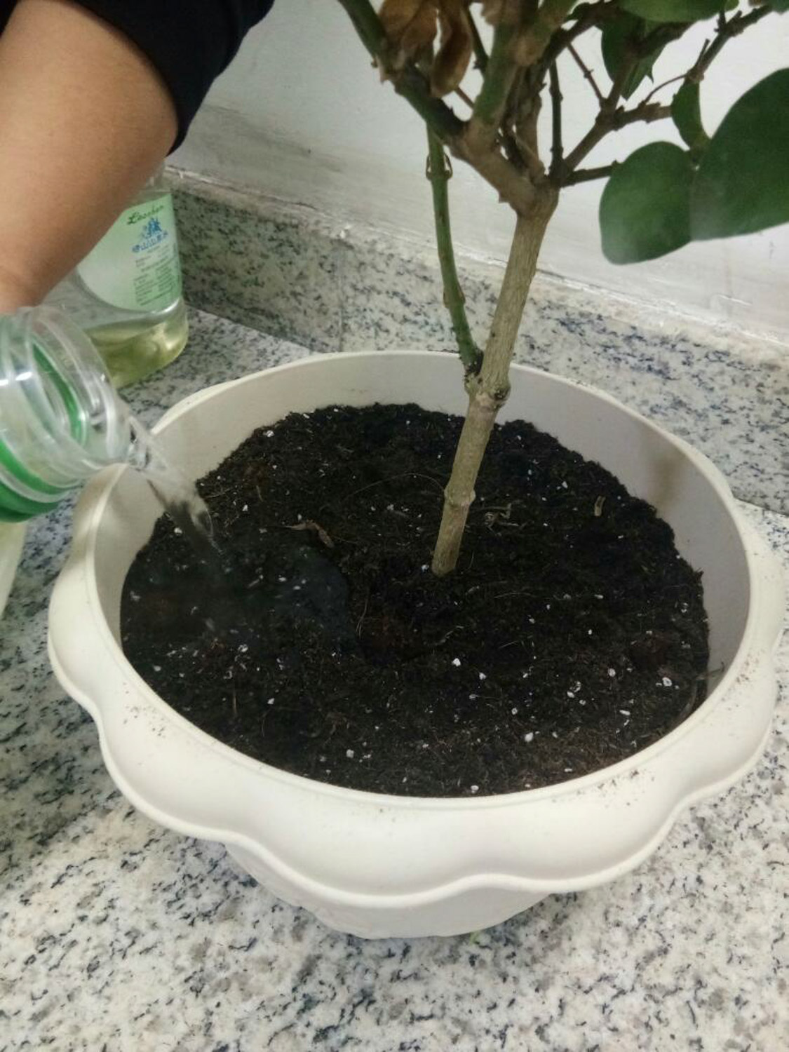 茉莉花常见的病虫害及其预防和治疗办法