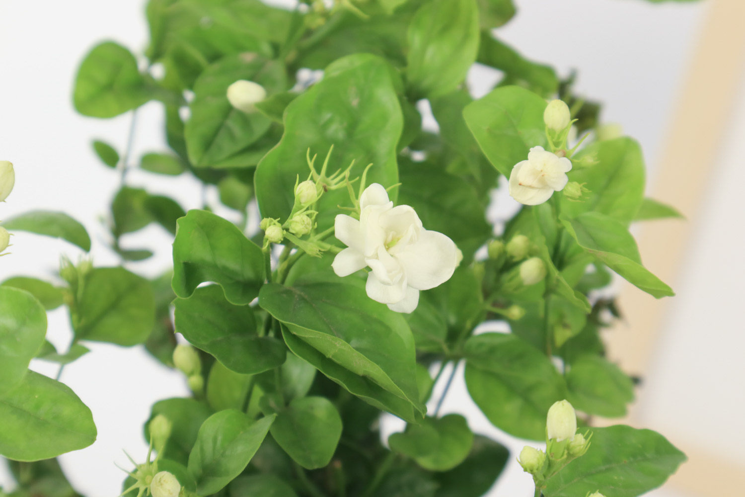 茉莉花常见的病虫害及其预防和治疗办法