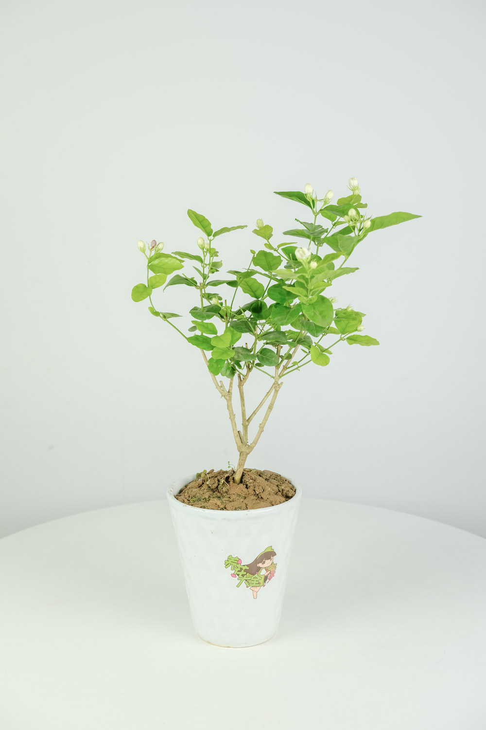 茉莉花常见的病虫害及其预防和治疗办法