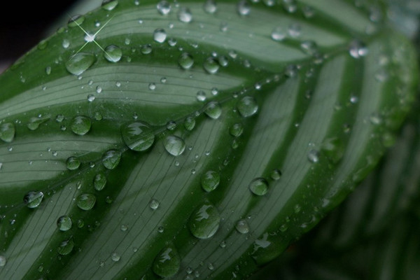 紫背竹芋的病虫害及其预防和治疗