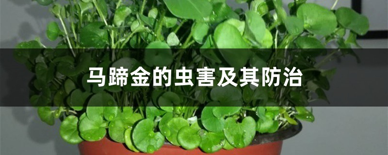 马蹄金的虫害及其预防和治疗
