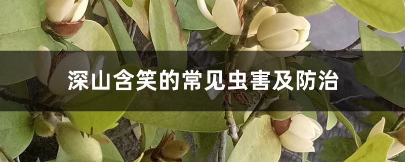 深山含笑的常见虫害及预防和治疗