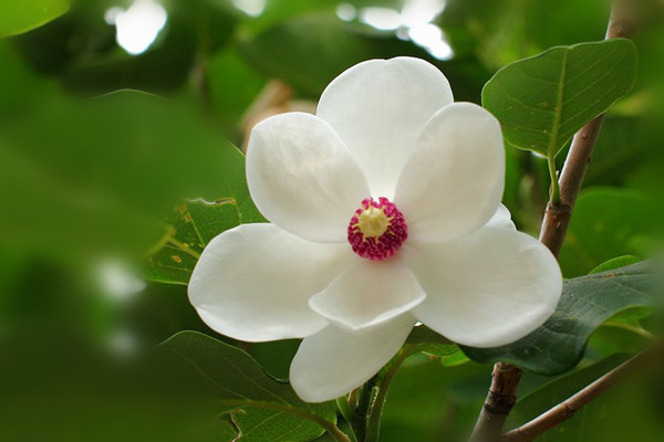 天女花常见虫害及预防和治疗办法