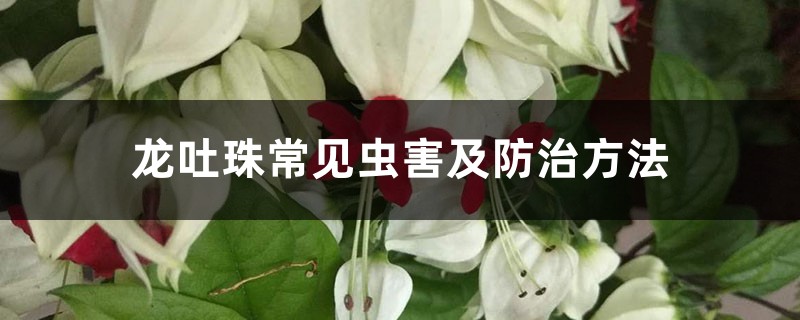 龙吐珠常见虫害及预防和治疗办法