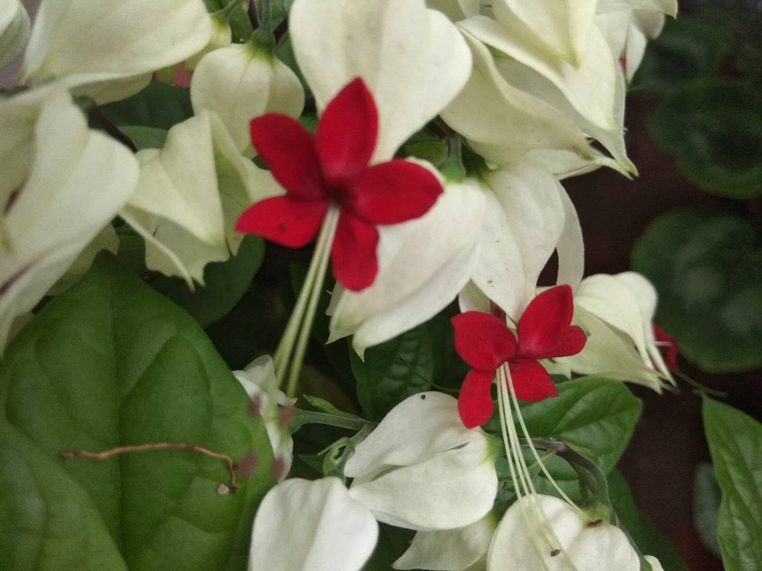 龙吐珠常见虫害及预防和治疗办法