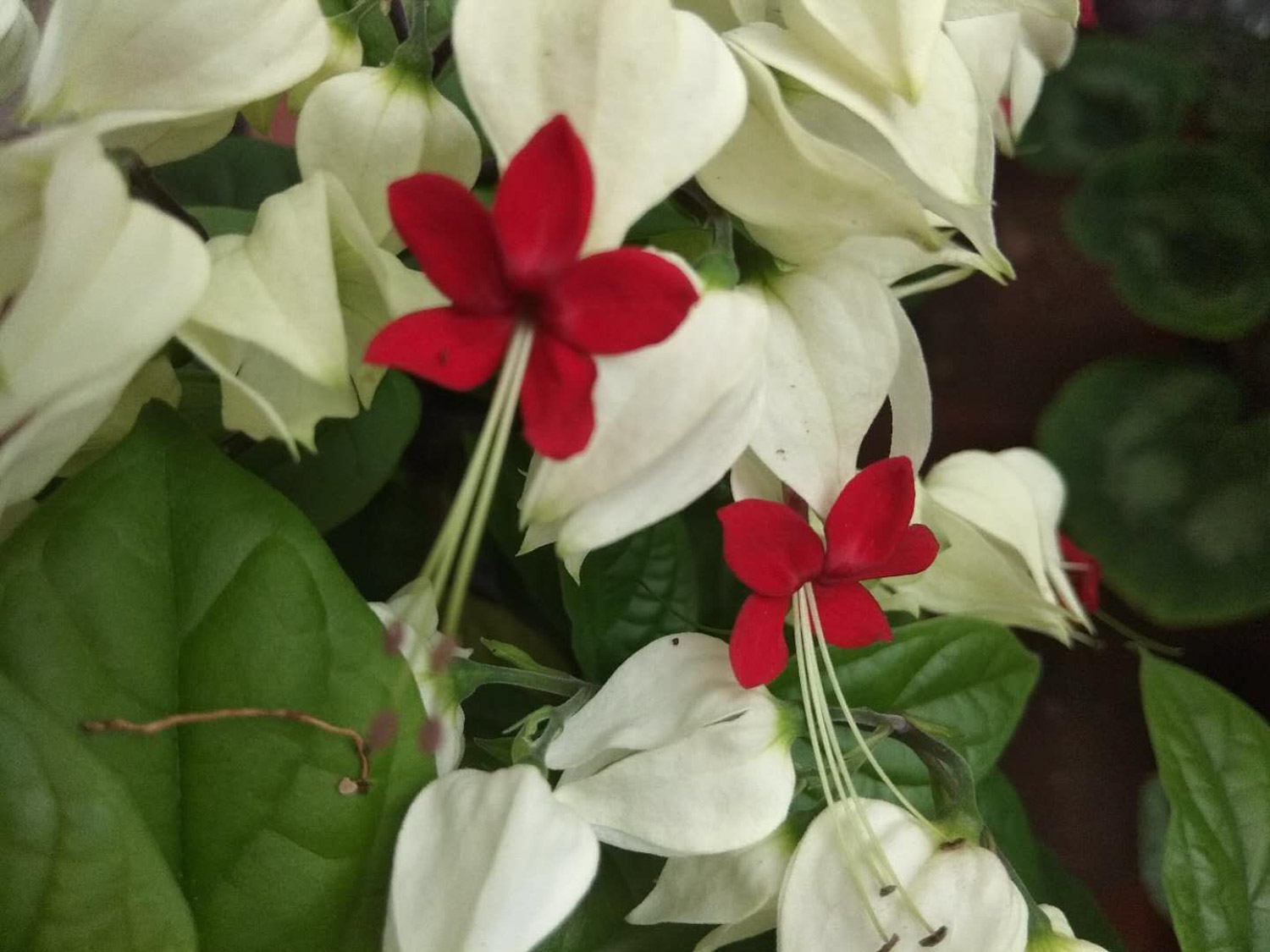 龙吐珠常见虫害及预防和治疗办法