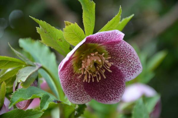 嚏根草的病虫害及其预防和治疗