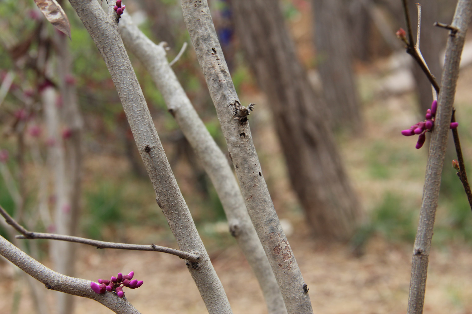 紫荆的虫害及预防和治疗办法