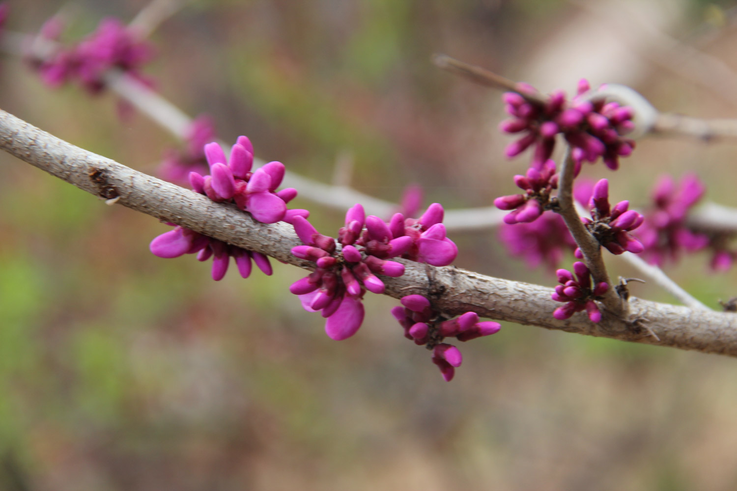 紫荆的虫害及预防和治疗办法