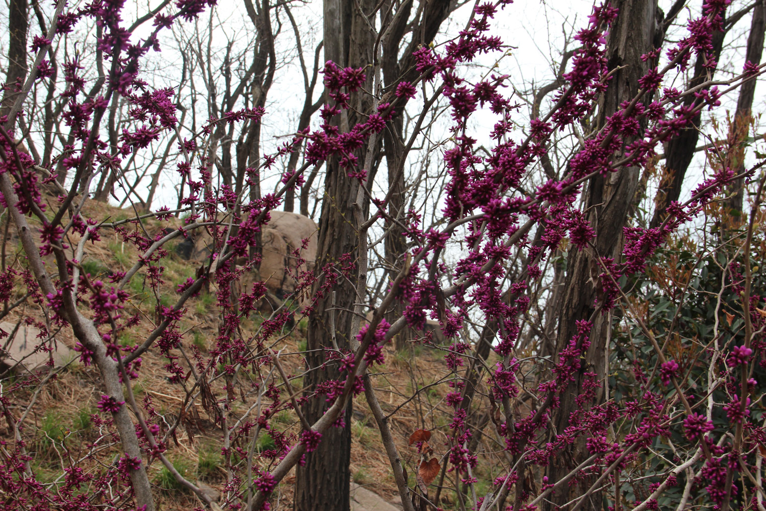 紫荆的虫害及预防和治疗办法