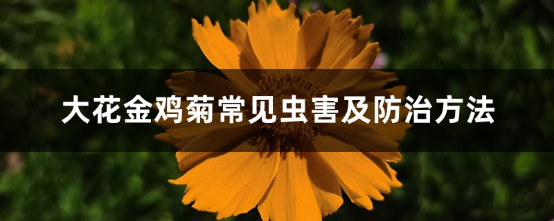 大花金鸡菊常见虫害及预防和治疗办法