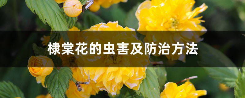 棣棠花的虫害及预防和治疗办法