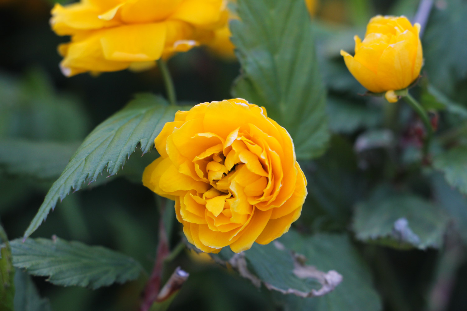 棣棠花的虫害及预防和治疗办法