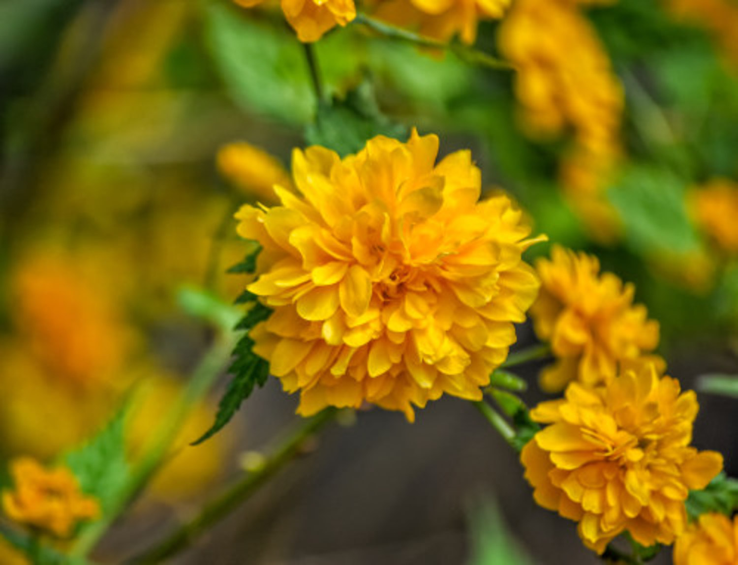 棣棠花的虫害及预防和治疗办法