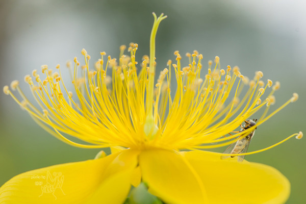 金丝梅常见虫害及预防和治疗办法