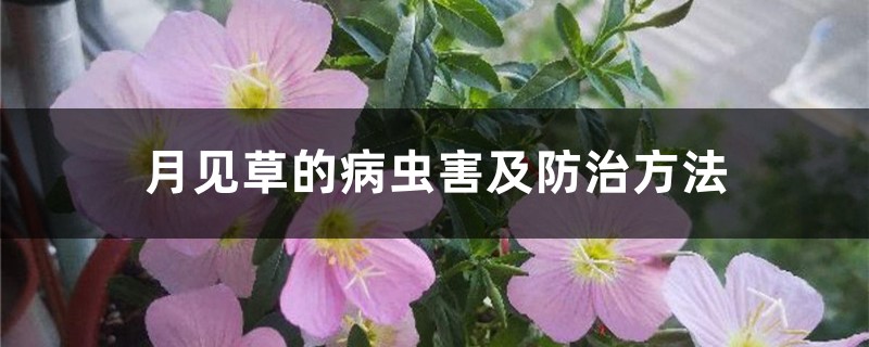 月见草的病虫害及预防和治疗办法