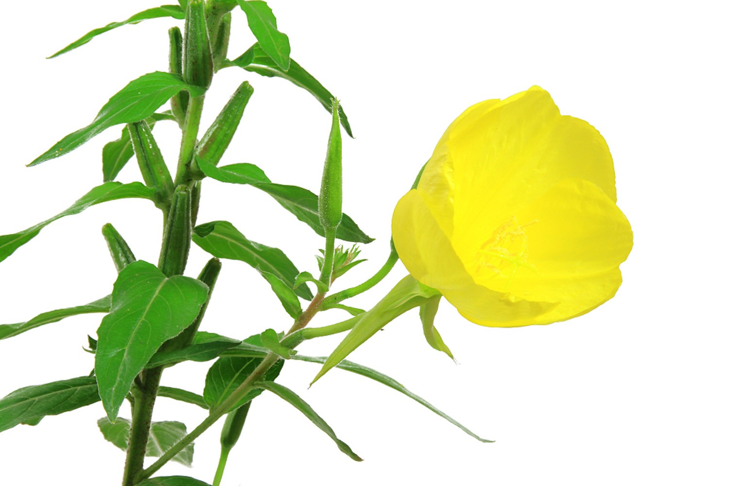 月见草的病虫害及预防和治疗办法