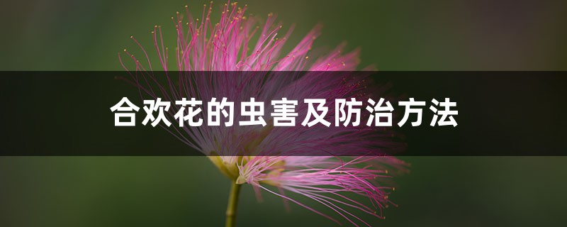合欢花的虫害及预防和治疗办法