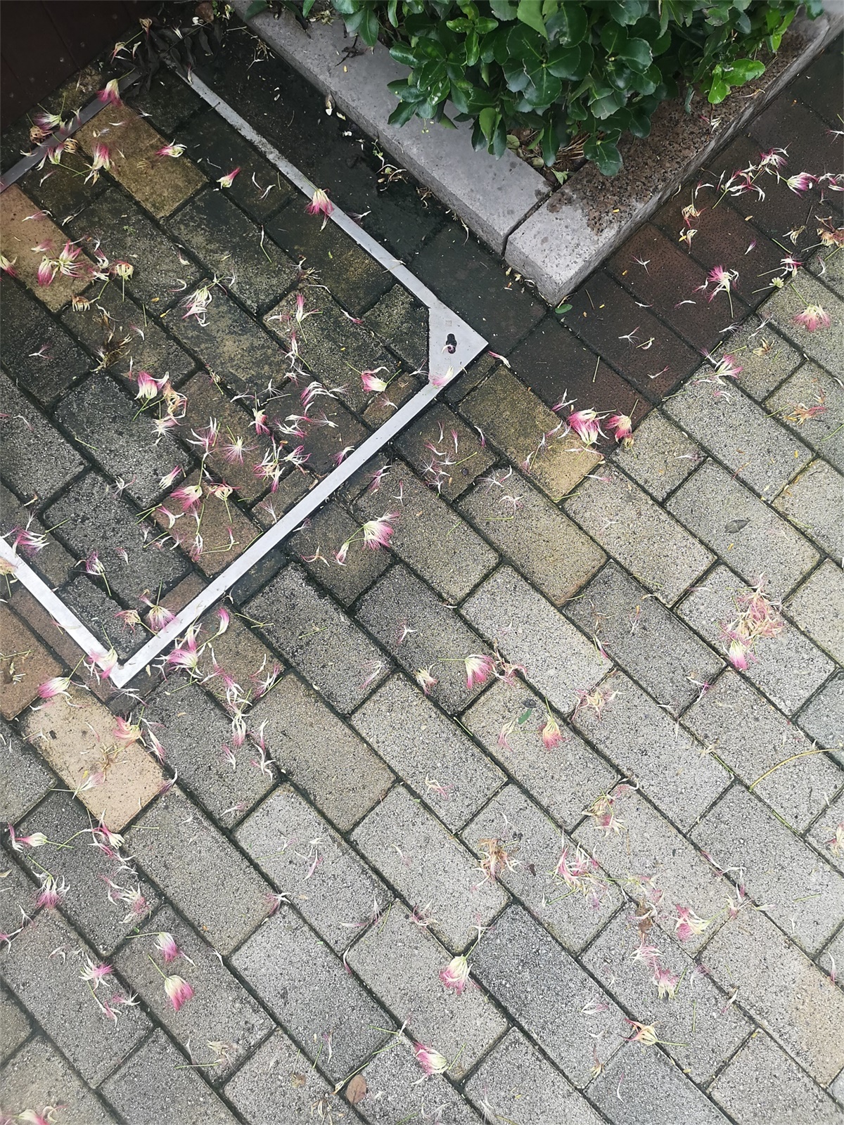 合欢 合欢花的虫害及预防和治疗办法