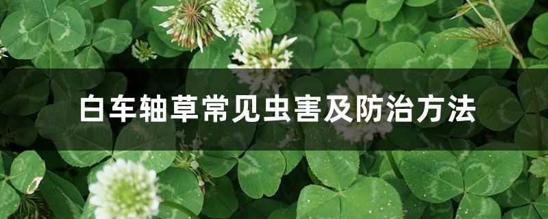 白车轴草常见虫害及预防和治疗办法