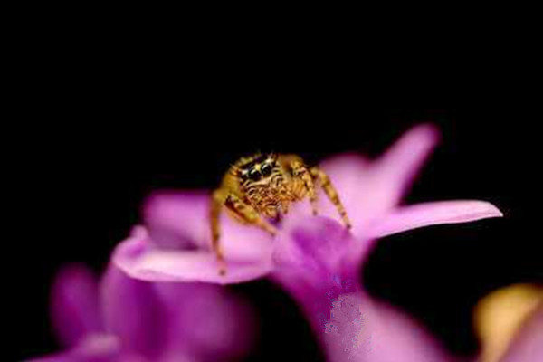 紫娇花常见虫害及预防和治疗办法